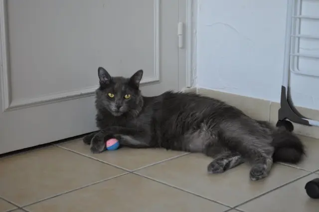 chat lost   38590 Brézins Helypse