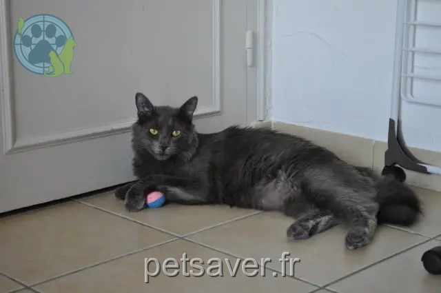 gatto perso 38590 Brézins Helypse gatto lost 38590 Brézins Helypse