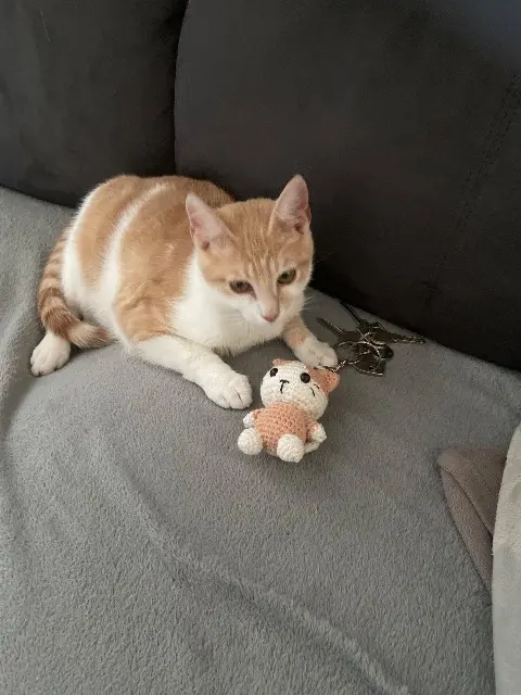 chat lost   38550 Auberives-sur-Varèze Hippi