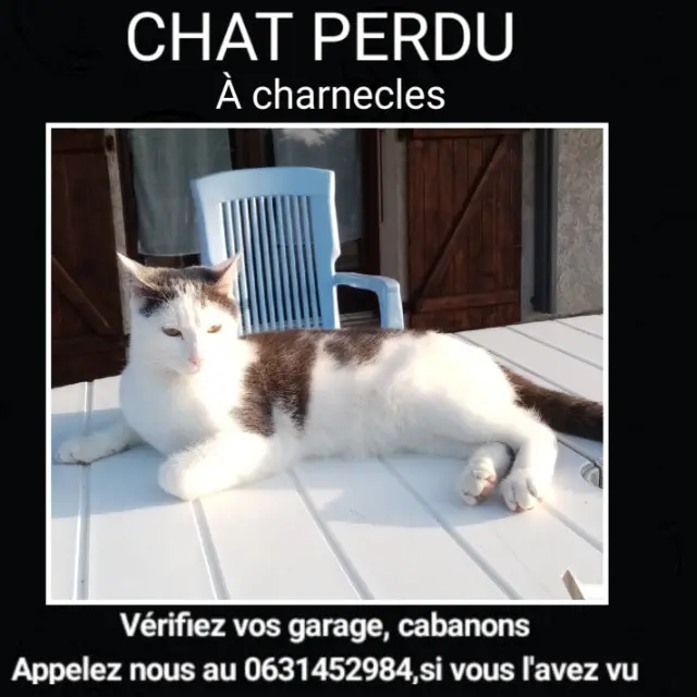 chat lost   38140 Charnècles Indy