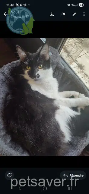 gato lost   38320 Brié-et-Angonnes Isaia