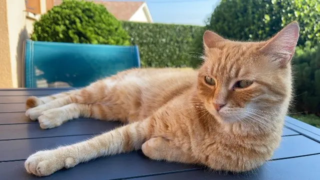 chat lost   38270 Jarcieu Jaleo