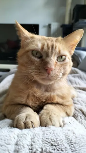 chat lost   38090 Villefontaine Jean mich