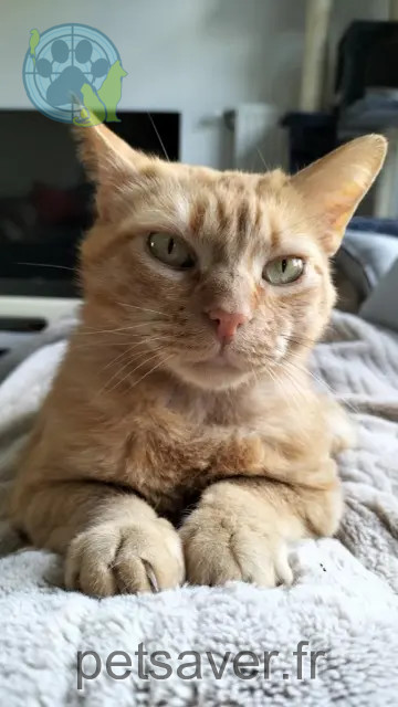gatto perso 38090 Villefontaine Jean mich gatto lost 38090 Villefontaine Jean mich