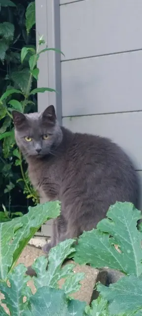 cat lost 38300 Maubec Jetset cat lost 38300 Maubec Jetset