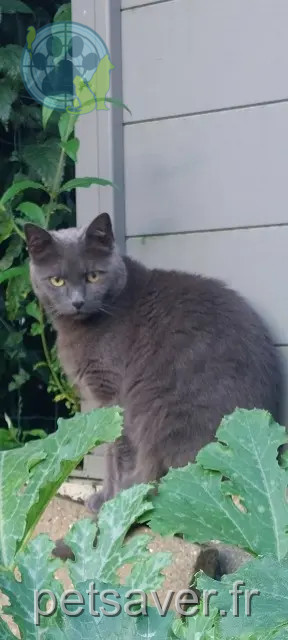 kater vermist 38300 Maubec Jetset kater lost 38300 Maubec Jetset