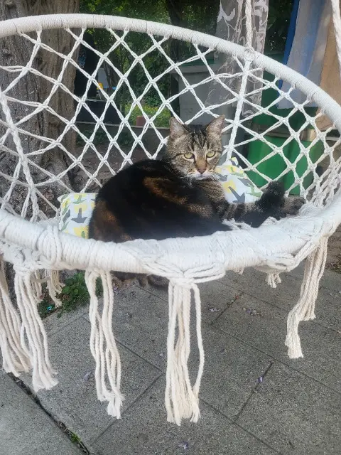 chat lost   38240 Meylan Joe