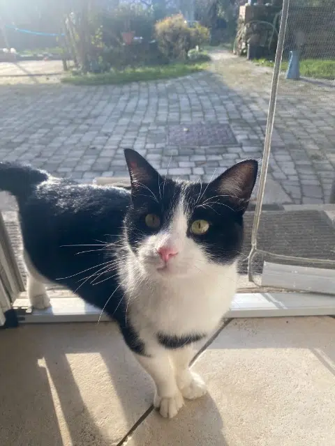 chat lost   38690 Bévenais Jolicoeur