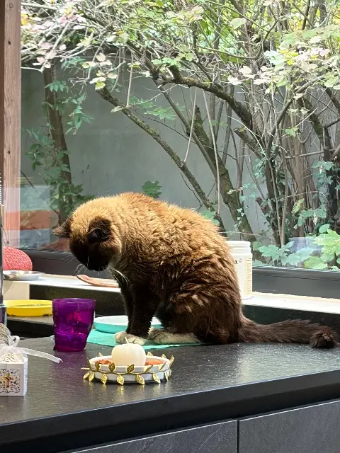 chat lost   38200 Vienne Kaliste