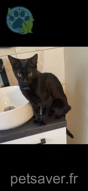 chat lost   38170 Seyssinet-Pariset Katapou