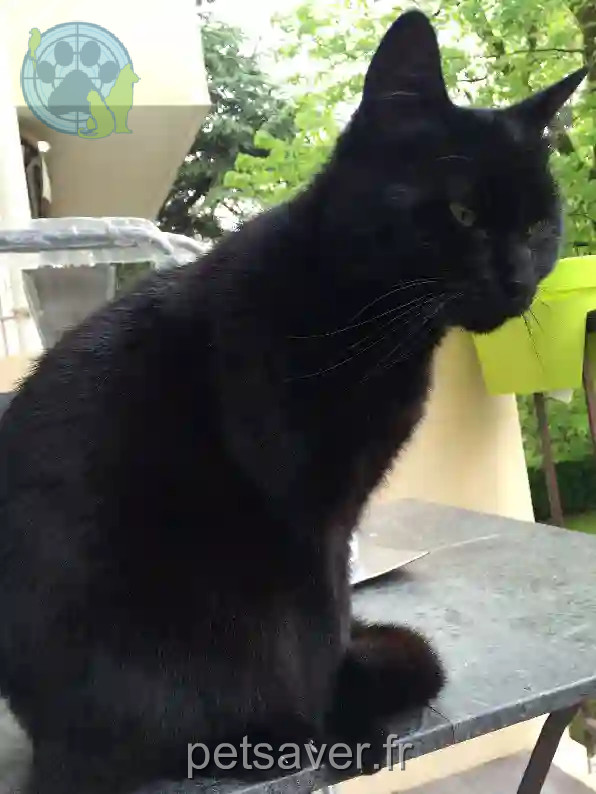 Chat Perdu 38 Isère - Kiki Chat Perdu 38 Isère - Kiki