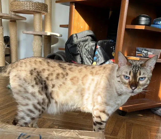 chat lost   38500 Voiron Kumo