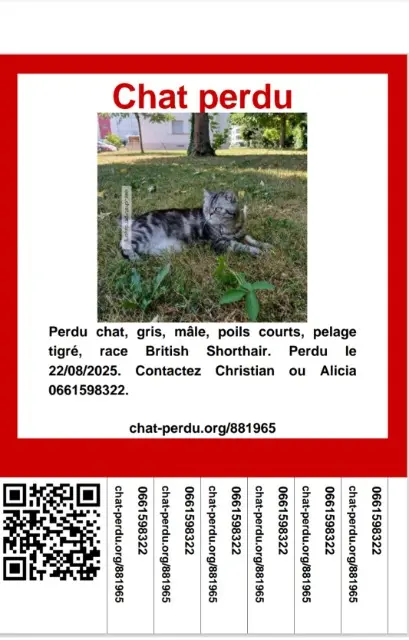 chat lost   38300 Bourgoin-Jallieu Leo