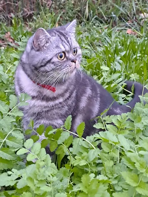 chat lost   38300 Bourgoin-Jallieu Leo