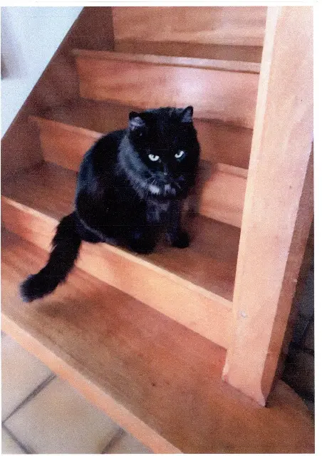 chat lost   38490 Les Abrets en Dauphiné Cachemire