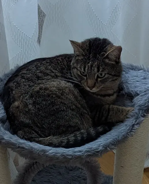 chat lost   38490 Les Abrets en Dauphiné Zephir