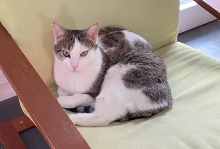 Chat Perdu 38 Isère Les Abrets en Dauphiné - Marty Chat Perdu 38 Isère Les Abrets en Dauphiné - Marty