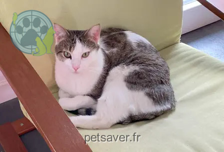 Chat Perdu 38 Isère Les Abrets en Dauphiné - Marty Chat Perdu 38 Isère Les Abrets en Dauphiné - Marty