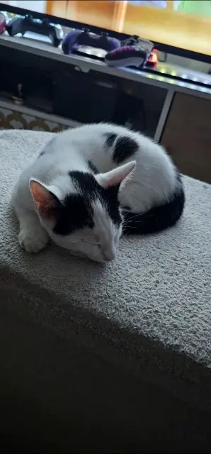 chat lost   38630 Les Avenières Veyrins-Thuellin Hades