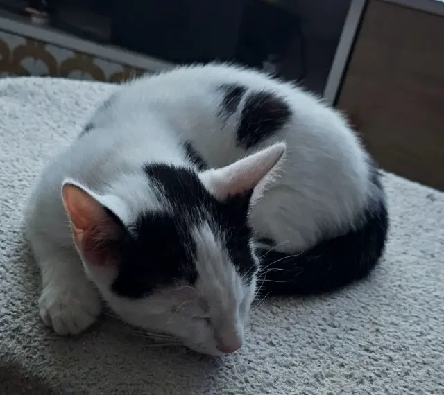 chat lost   38630 Les Avenières Veyrins-Thuellin Hades