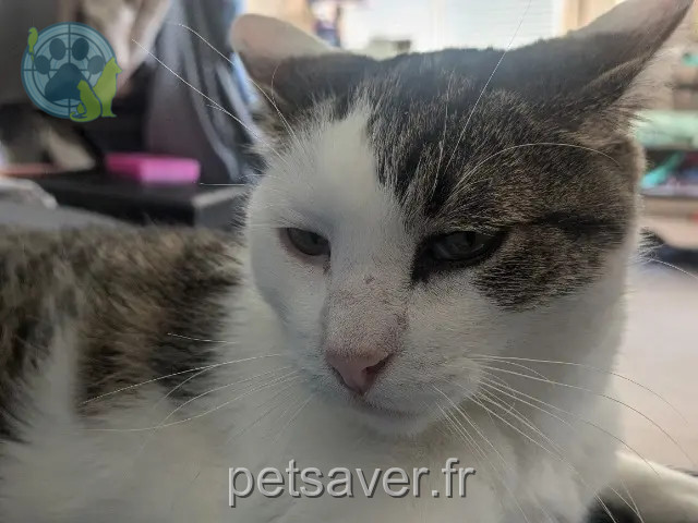 gato perdido 38190 Le Champ-près-Froges Lilo gato lost 38190 Le Champ-près-Froges Lilo