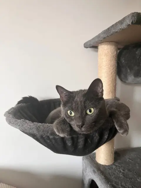 chat lost   38510 Morestel Looky