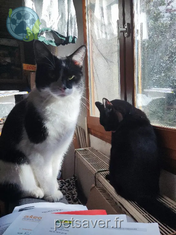 Chat Perdu 38 Isère - Loulou Chat Perdu 38 Isère - Loulou