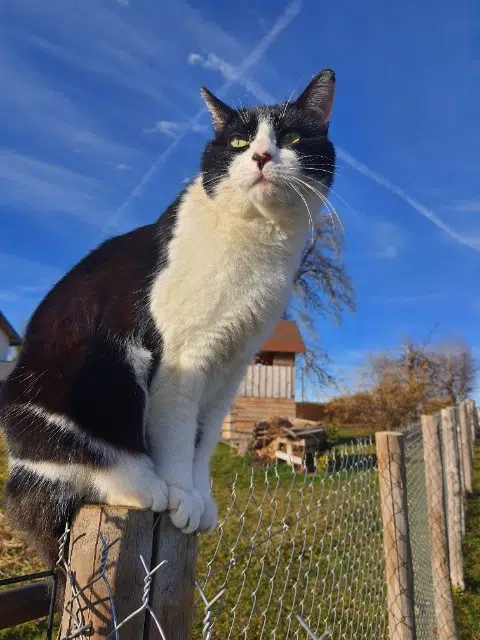 chat lost   38730 Valencogne Lucky