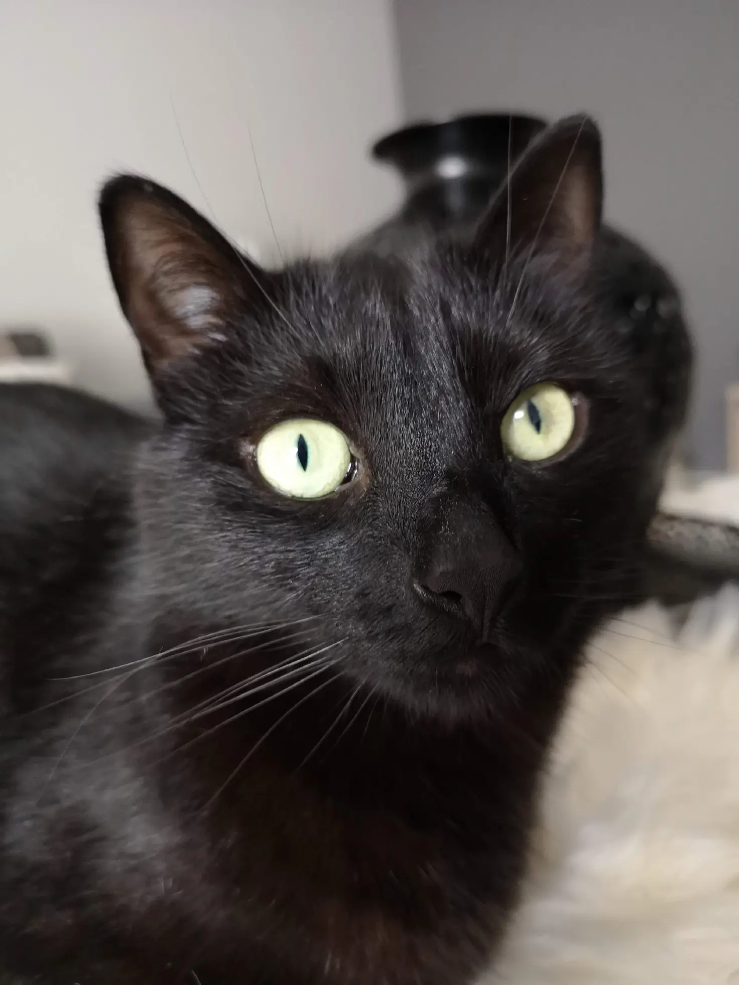 Chat Perdu 38 Isère - Lévi Chat Perdu 38 Isère - Lévi
