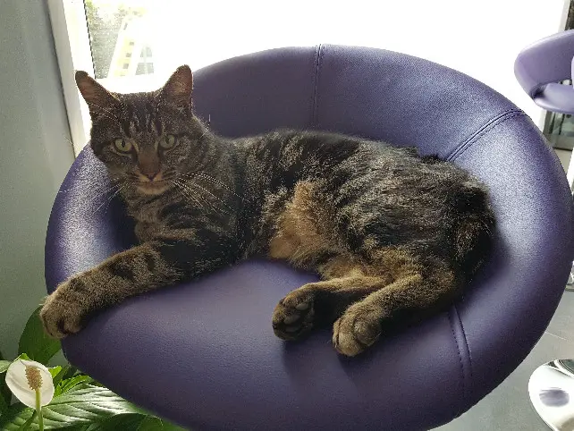 Chat Perdu 38 Isère - M&m's Chat Perdu 38 Isère - M&m's
