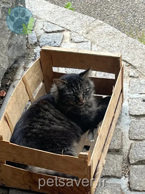 Chat Perdu 38 Isère Chat Perdu 38 Isère