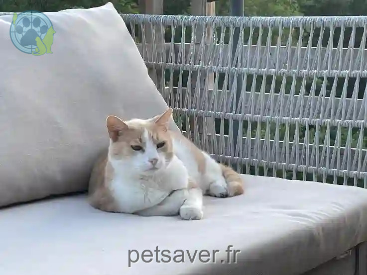 Chat Perdu 38 Isère - Maillou Chat Perdu 38 Isère - Maillou