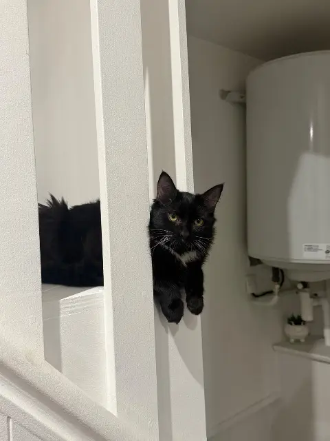 chat lost   38300 Bourgoin-Jallieu Manny