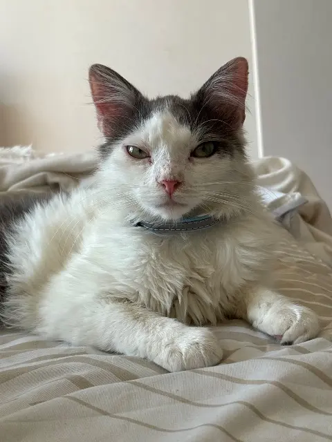 chat lost   38500 La Buisse Many