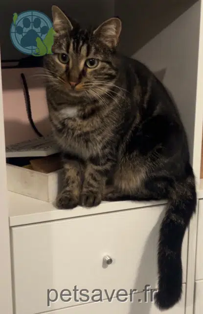 chat lost   38300 Bourgoin-Jallieu Mao