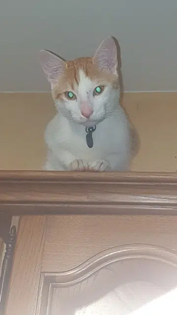 chat lost   38640 Claix Mao