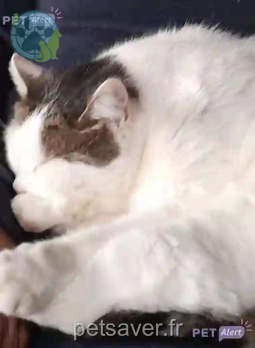 Chat Perdu 38 Isère - Maou Chat Perdu 38 Isère - Maou