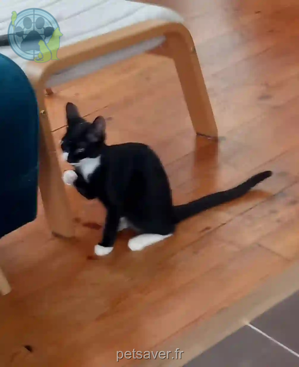 Chat Perdu 38 Isère - Mario Chat Perdu 38 Isère - Mario