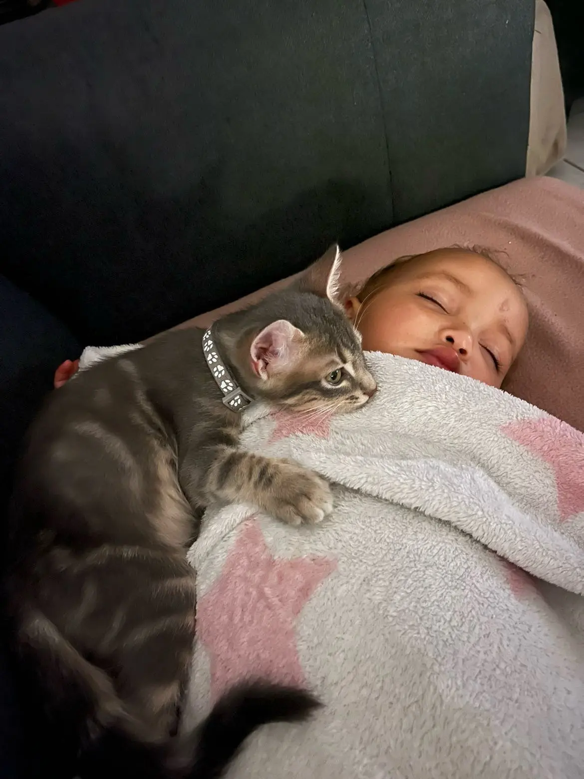 Chat Perdu 38 Isère - Meyko Chat Perdu 38 Isère - Meyko