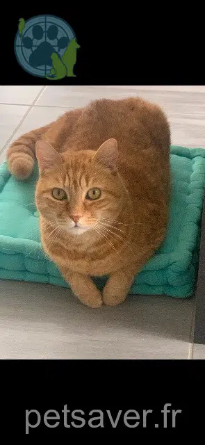 cat lost   38300 Culin Mickey