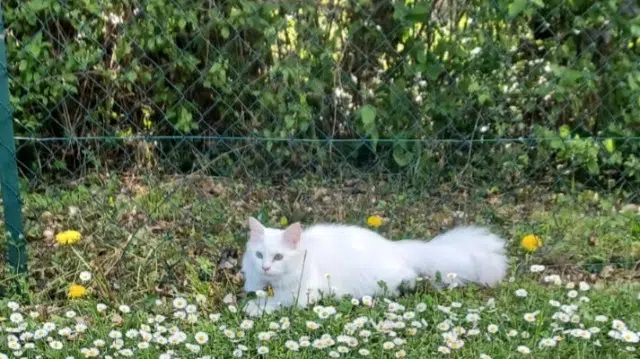 gatto perso 38590 Saint-Étienne-de-Saint-Geoirs Milcky gatto lost 38590 Saint-Étienne-de-Saint-Geoirs Milcky