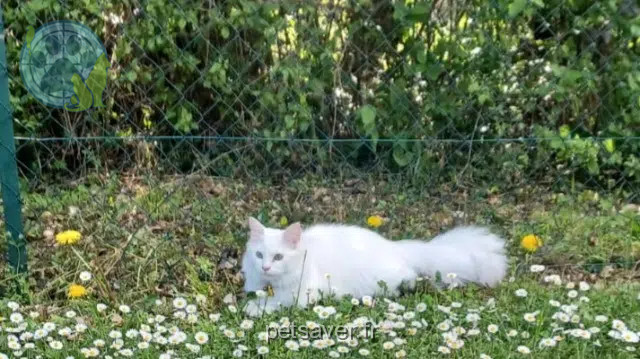 chat perdu 38590 Saint-Étienne-de-Saint-Geoirs Milcky chat lost 38590 Saint-Étienne-de-Saint-Geoirs Milcky
