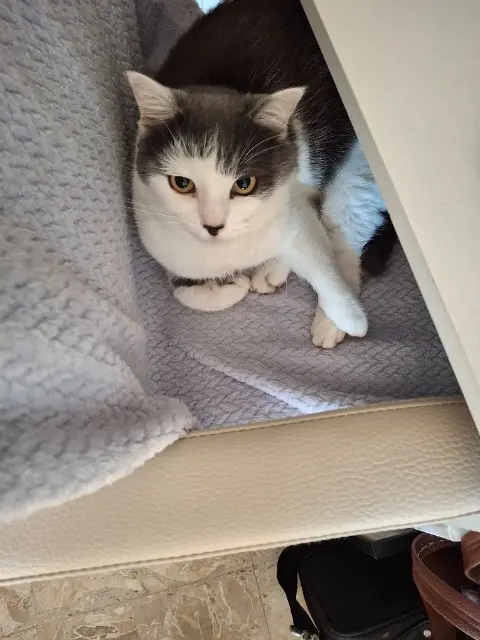 chat lost   38430 Moirans Milo