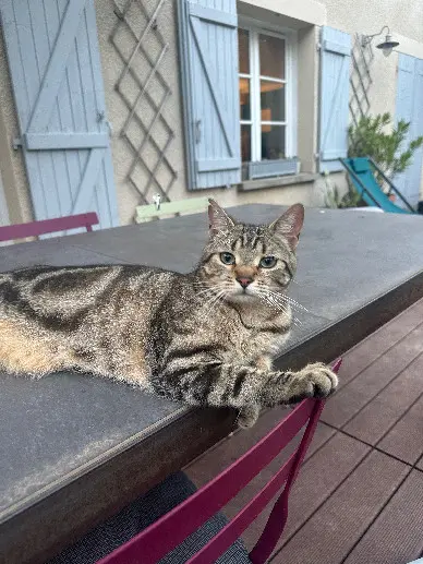 Chat Perdu 38 Isère - Milo Chat Perdu 38 Isère - Milo