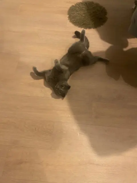 chat lost   38450 Vif Mimi