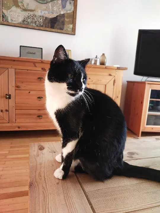 Chat Perdu 38 Isère - Minoh Chat Perdu 38 Isère - Minoh