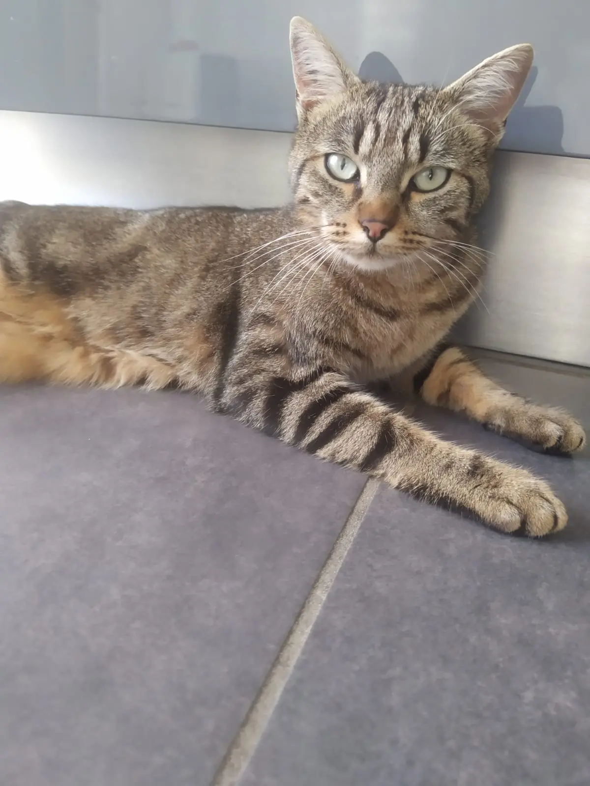 chat lost   38300 Bourgoin-Jallieu Minou