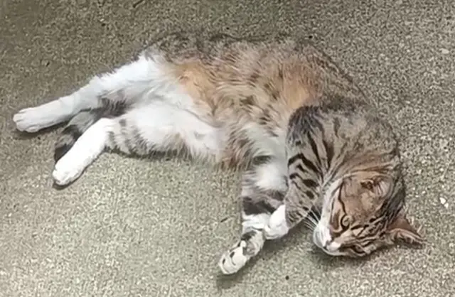 chat lost   38120 Saint-Égrève Mistigri