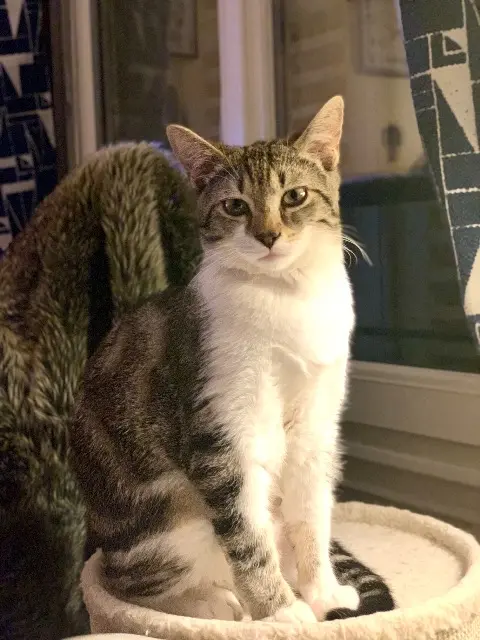 chat lost   38240 Meylan MOKA