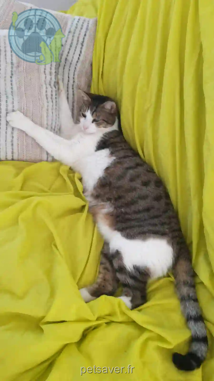 Chat Perdu 38 Isère - Moopi Chat Perdu 38 Isère - Moopi